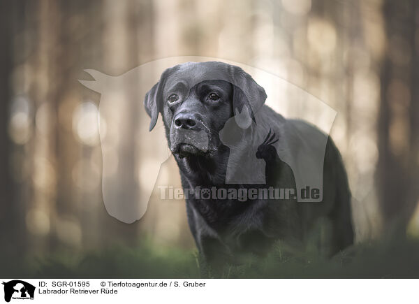 Labrador Retriever Rde / male Labrador Retriever / SGR-01595