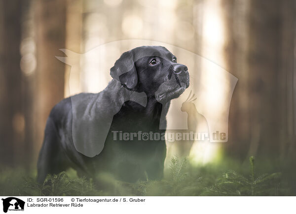Labrador Retriever Rde / male Labrador Retriever / SGR-01596