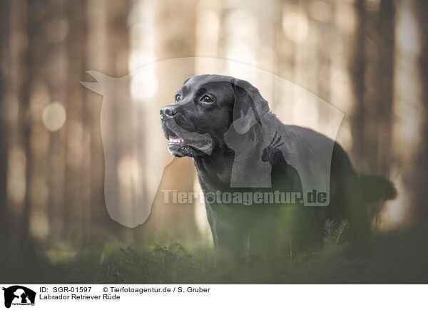 Labrador Retriever Rde / male Labrador Retriever / SGR-01597