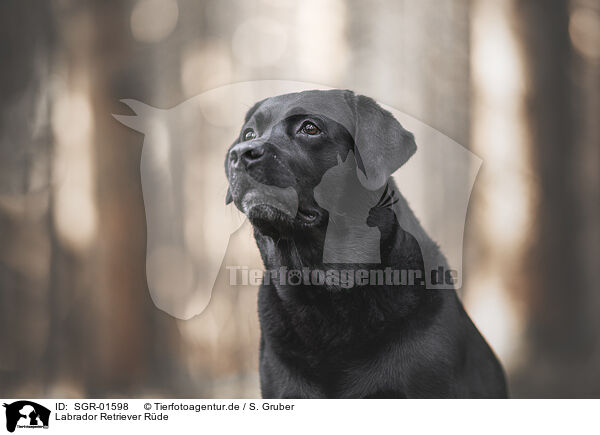 Labrador Retriever Rde / male Labrador Retriever / SGR-01598