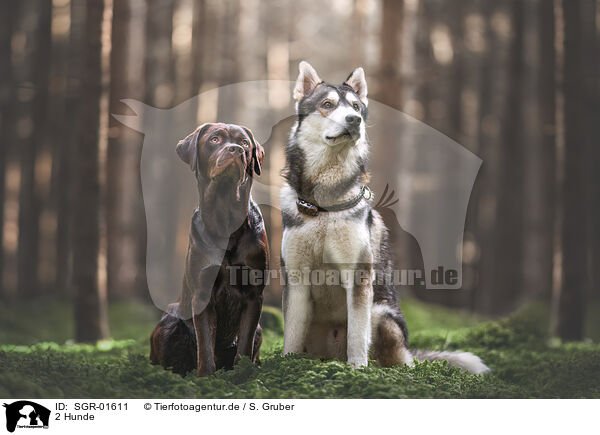 2 Hunde / 2 dogs / SGR-01611