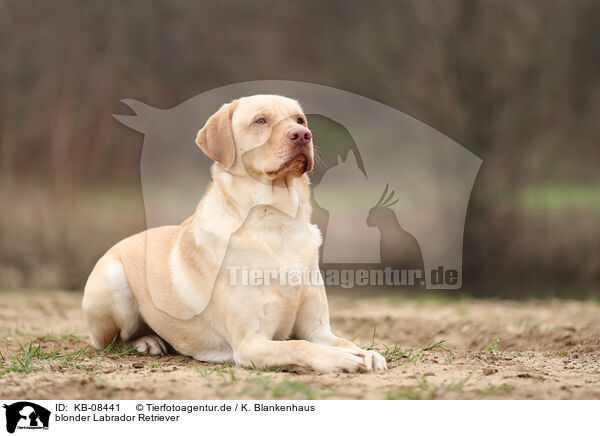 blonder Labrador Retriever / KB-08441
