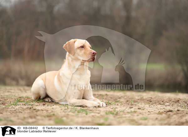 blonder Labrador Retriever / KB-08442