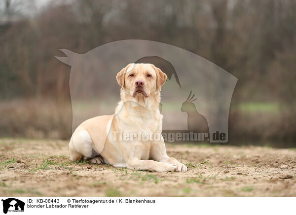 blonder Labrador Retriever / KB-08443