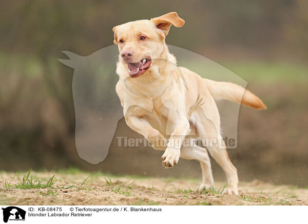 blonder Labrador Retriever / KB-08475