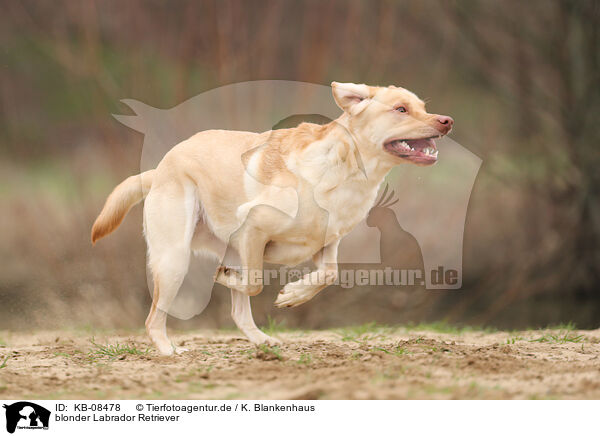 blonder Labrador Retriever / KB-08478