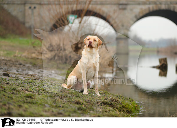 blonder Labrador Retriever / KB-08485