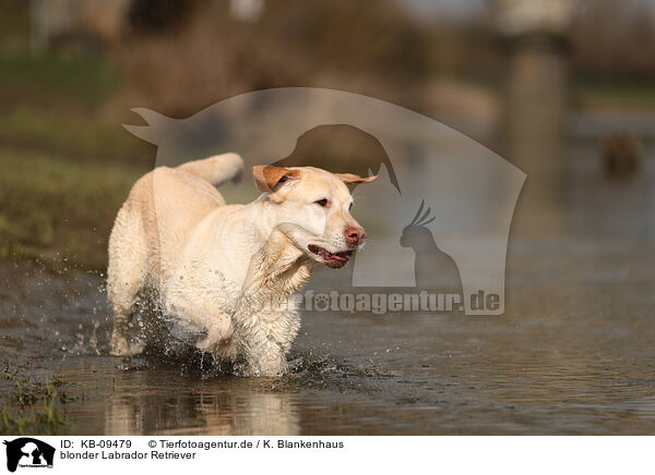 blonder Labrador Retriever / KB-09479