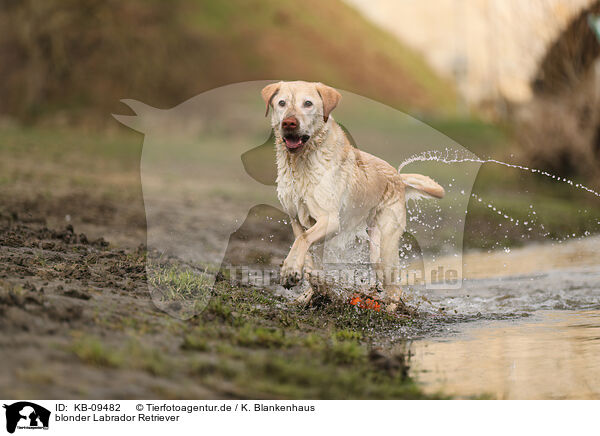 blonder Labrador Retriever / KB-09482