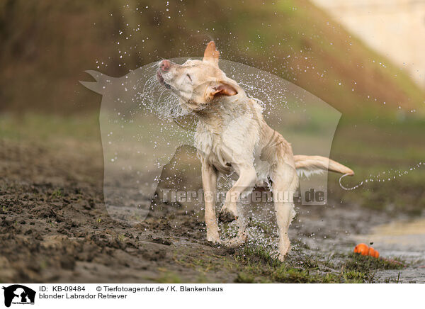 blonder Labrador Retriever / KB-09484