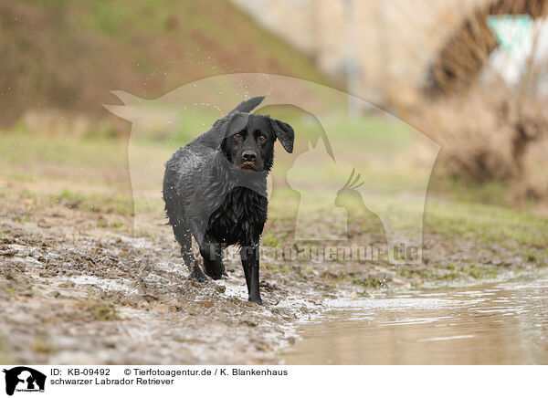 schwarzer Labrador Retriever / KB-09492