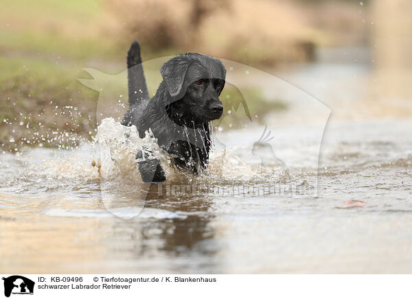 schwarzer Labrador Retriever / black Labrador Retriever / KB-09496