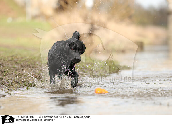 schwarzer Labrador Retriever / KB-09497