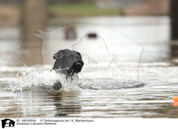 schwarzer Labrador Retriever / black Labrador Retriever / KB-09508