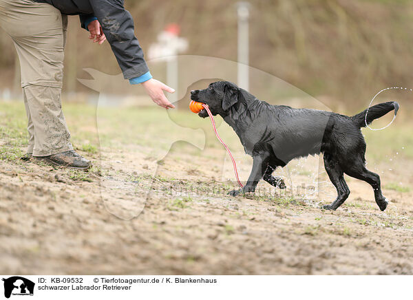 schwarzer Labrador Retriever / KB-09532
