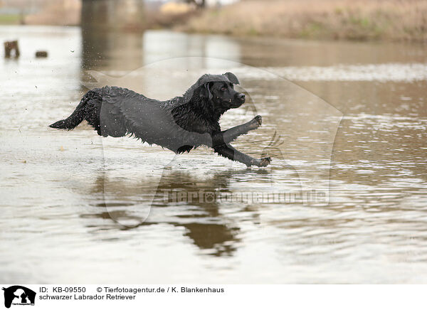 schwarzer Labrador Retriever / KB-09550