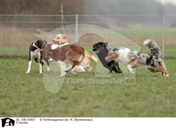 5 Hunde / KB-10801