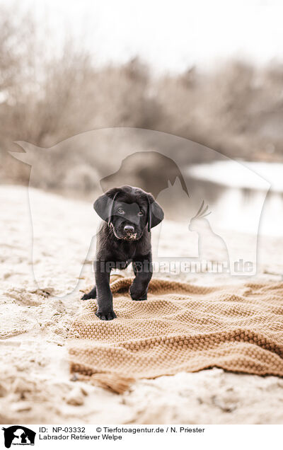 Labrador Retriever Welpe / Labrador Retriever Puppy / NP-03332