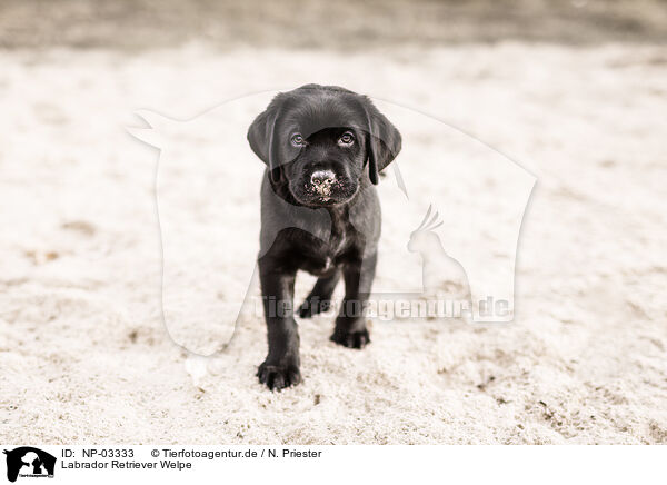 Labrador Retriever Welpe / Labrador Retriever Puppy / NP-03333