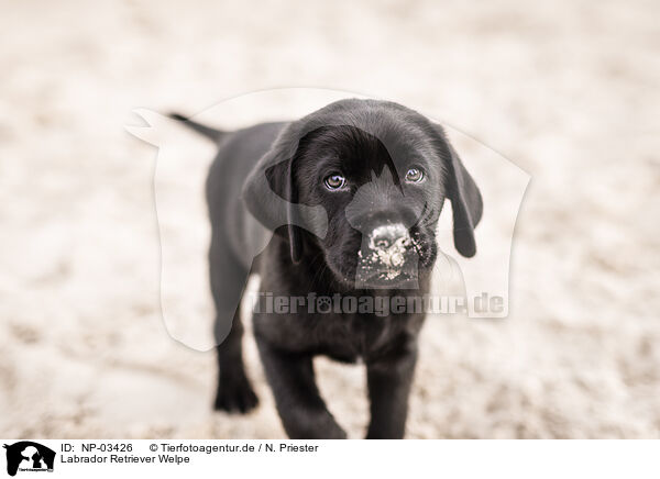 Labrador Retriever Welpe / Labrador Retriever Puppy / NP-03426