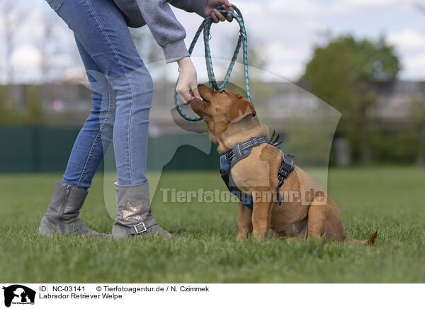Labrador Retriever Welpe / Labrador Retriever Puppy / NC-03141