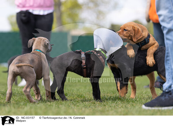 Welpen / Puppies / NC-03157