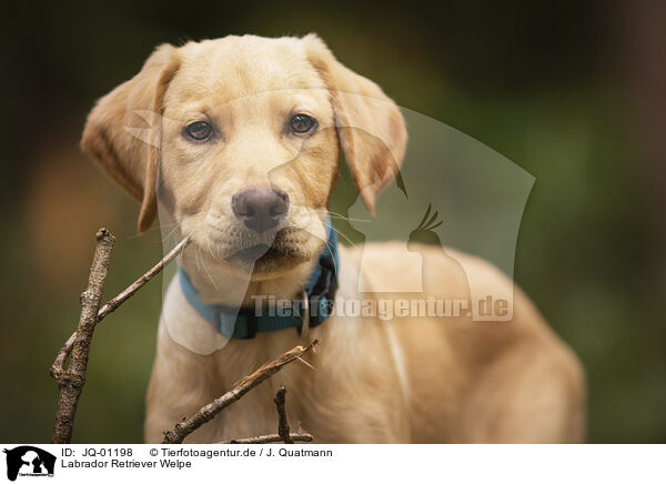 Labrador Retriever Welpe / JQ-01198