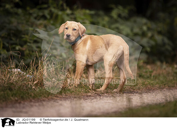 Labrador Retriever Welpe / JQ-01199