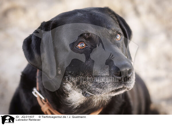 Labrador Retriever / JQ-01407