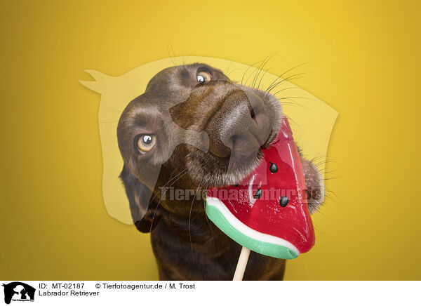 Labrador Retriever / Labrador Retriever / MT-02187