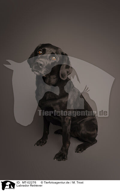 Labrador Retriever / MT-02276