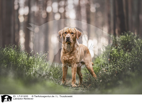 Labrador Retriever / LT-01400