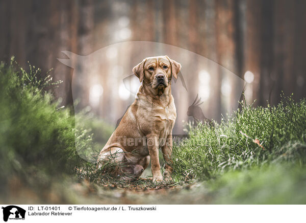 Labrador Retriever / LT-01401