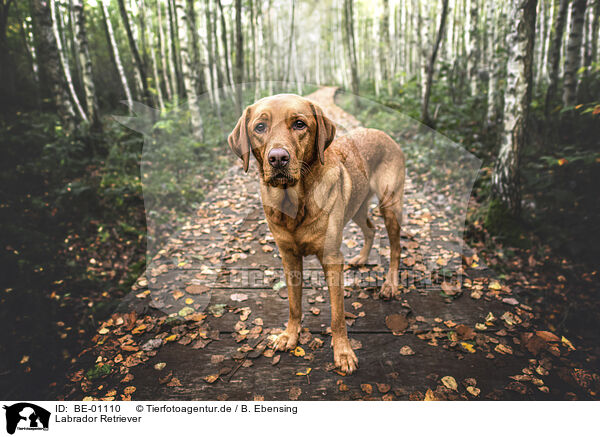 Labrador Retriever / BE-01110