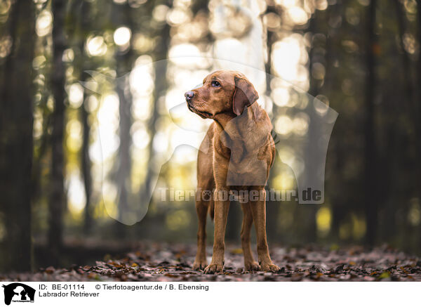 Labrador Retriever / BE-01114