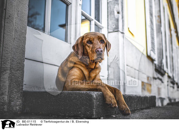 Labrador Retriever / BE-01115