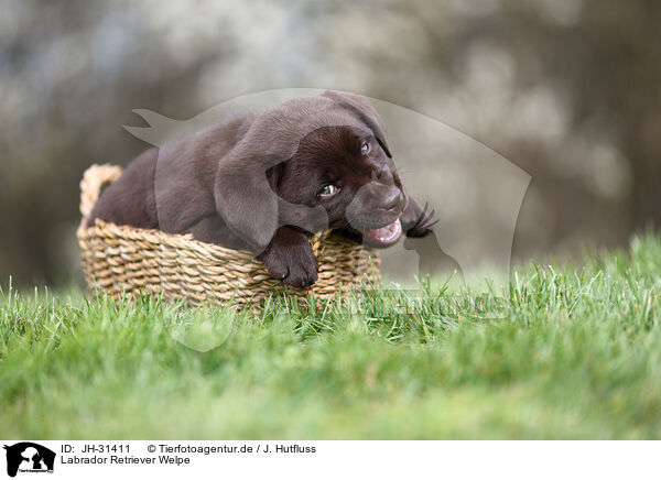 Labrador Retriever Welpe / Labrador Retriever puppy / JH-31411