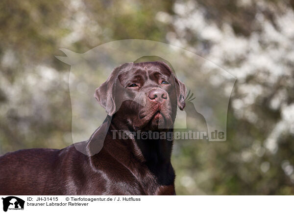 brauner Labrador Retriever / JH-31415