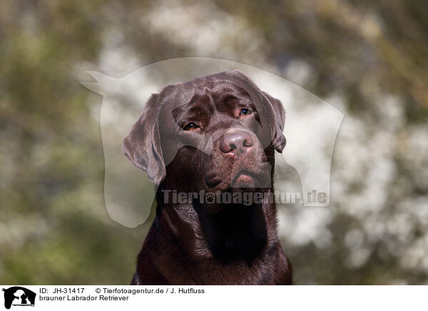 brauner Labrador Retriever / brown Labrador Retriever / JH-31417