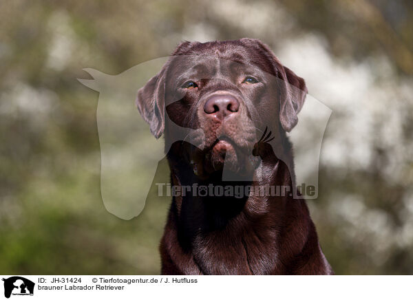 brauner Labrador Retriever / JH-31424