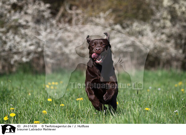 brauner Labrador Retriever / JH-31428