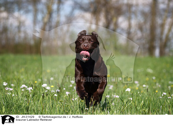 brauner Labrador Retriever / brown Labrador Retriever / JH-31429
