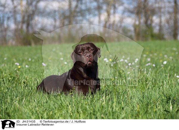 brauner Labrador Retriever / JH-31435
