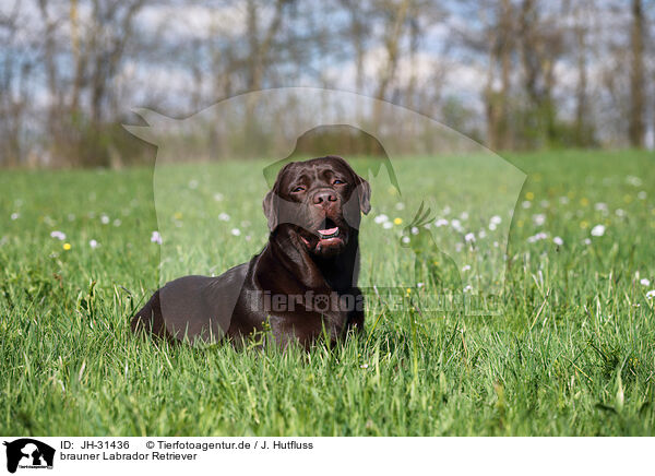 brauner Labrador Retriever / JH-31436