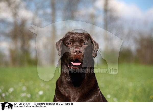 brauner Labrador Retriever / JH-31437
