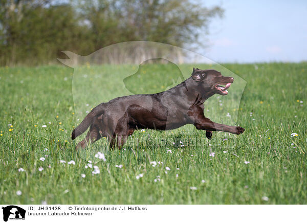 brauner Labrador Retriever / brown Labrador Retriever / JH-31438
