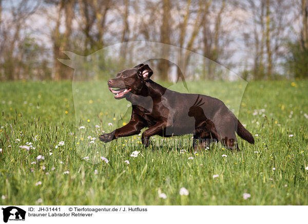 brauner Labrador Retriever / brown Labrador Retriever / JH-31441