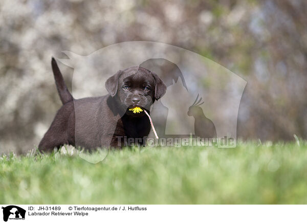 Labrador Retriever Welpe / JH-31489