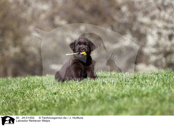Labrador Retriever Welpe / JH-31492