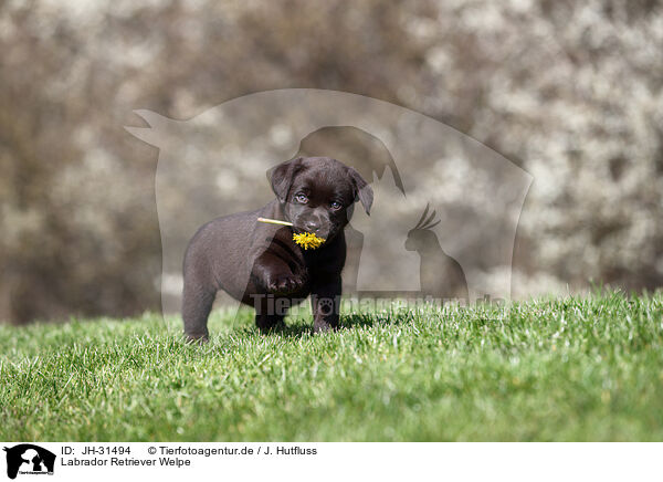 Labrador Retriever Welpe / JH-31494